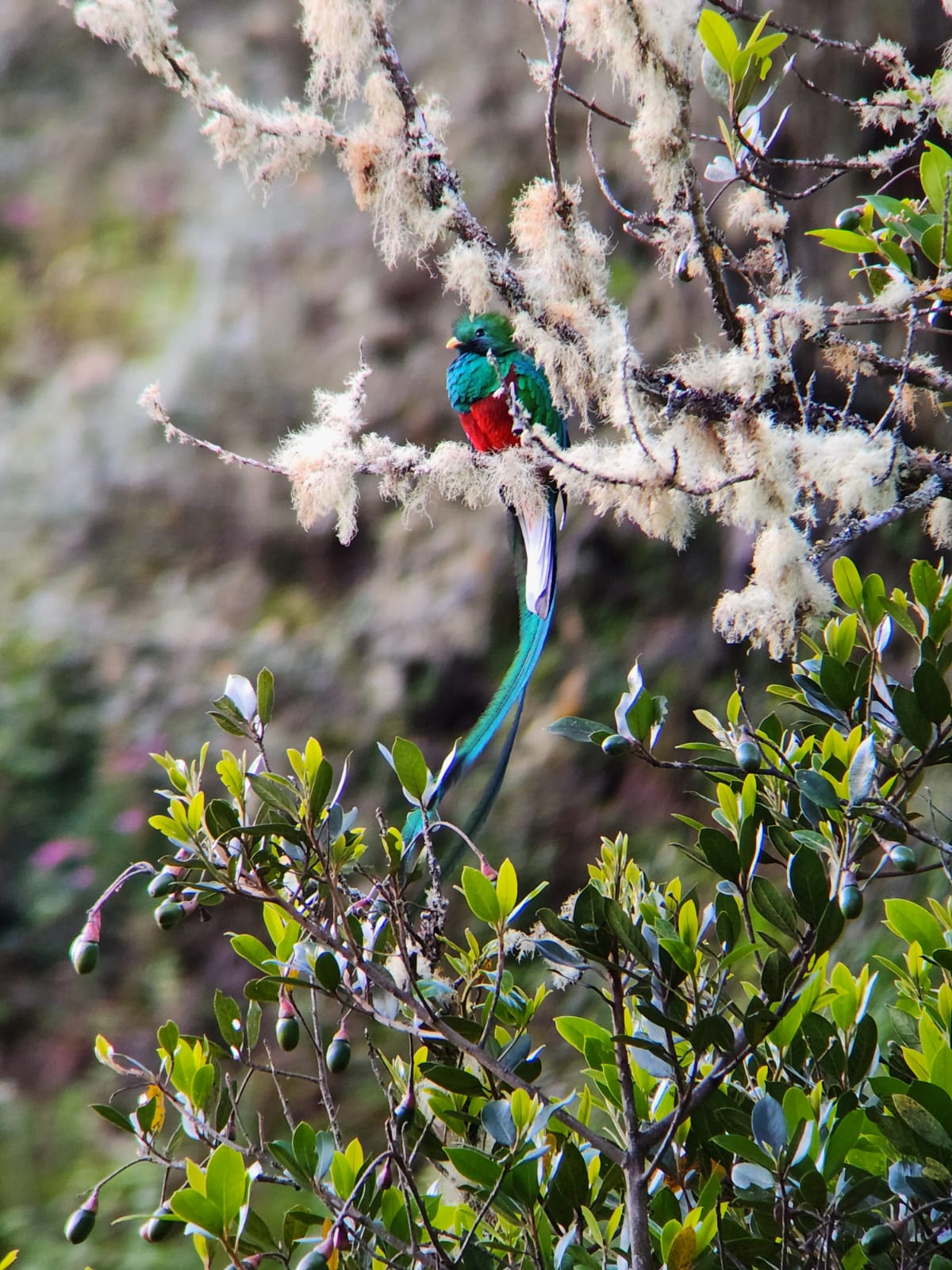 Quetzal dans un arbre, oiseau, dota, Costa Rica